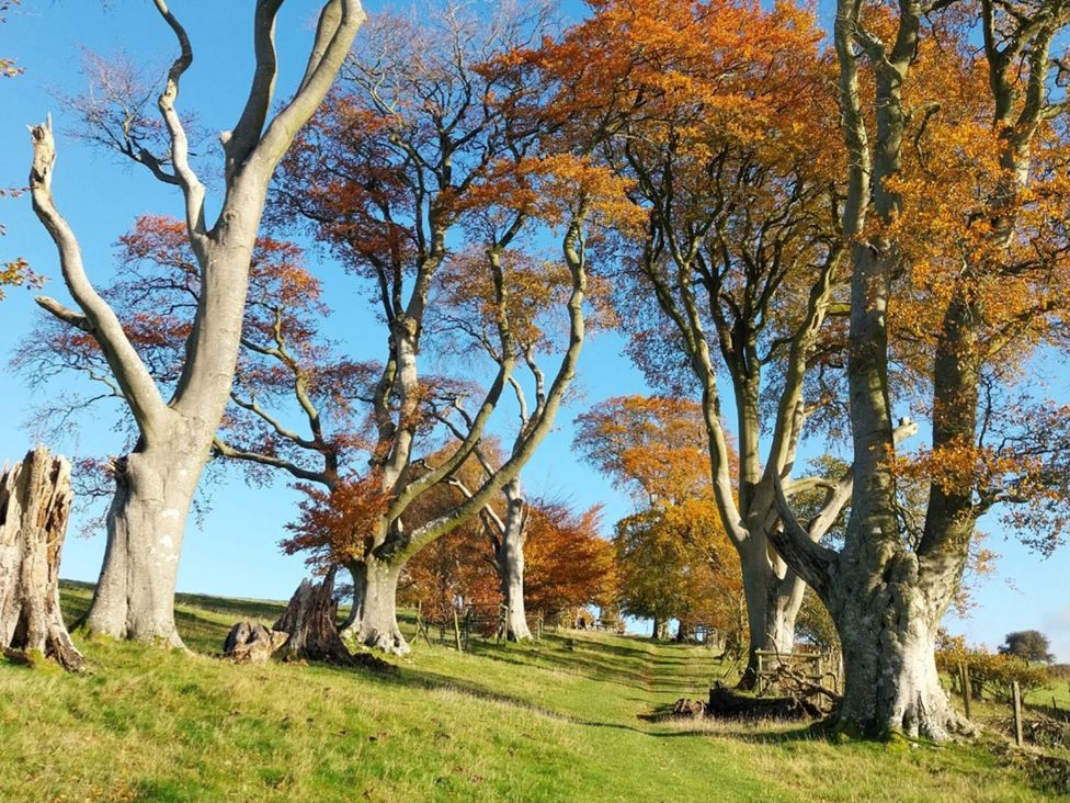 A landscape with trees and a path at Beach Farmhouse near Bishop's Castle