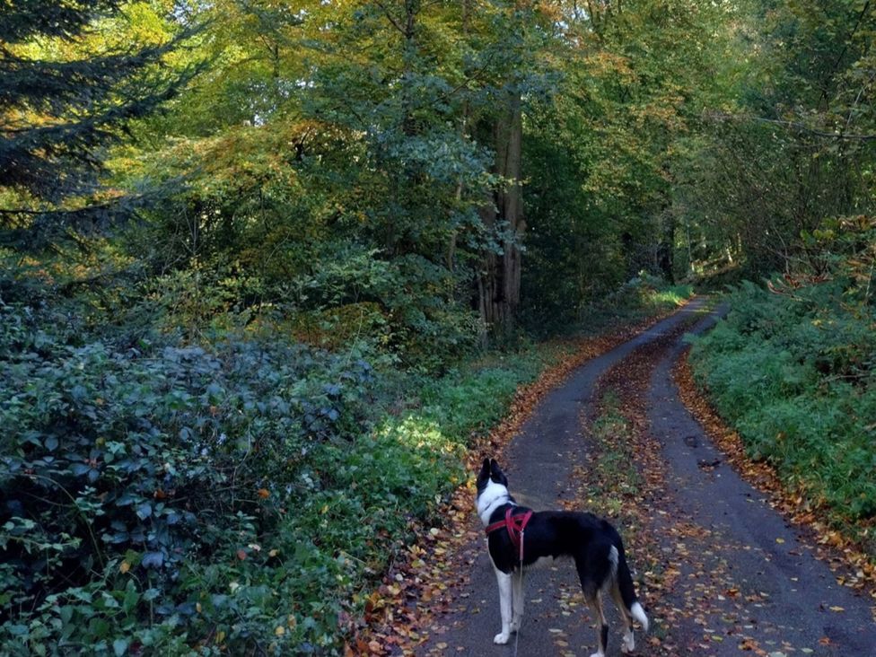 A dog on a path surrounded by trees at Beach Farmhouse near Bishop's Castle