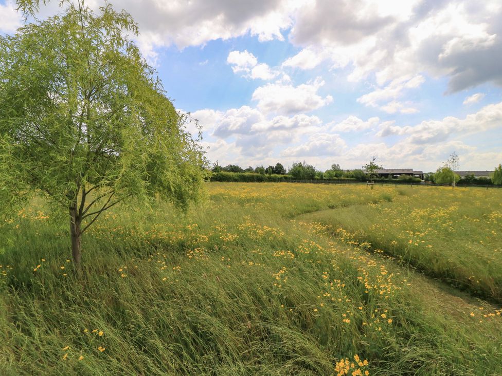 A field with yellow wildflowers and a tree at Goose Whistle Hut in Foxham