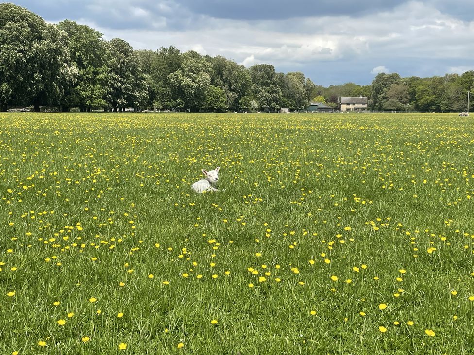 A lamb lying in a field of grass and yellow flowers at Number 3 The Barn House Woodham