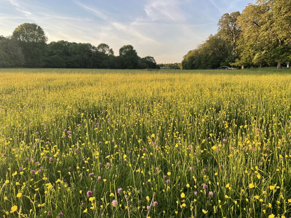 A field of wildflowers with trees and blue sky at Number 3 The Barn House in Woodham