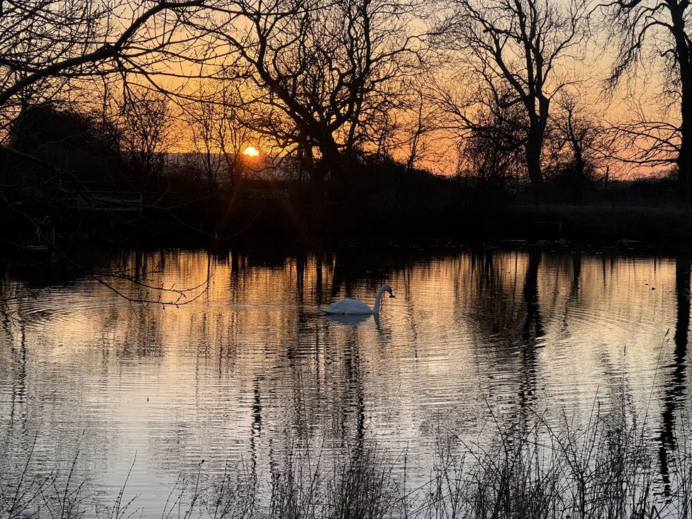 A swan swimming on water at sunset near trees