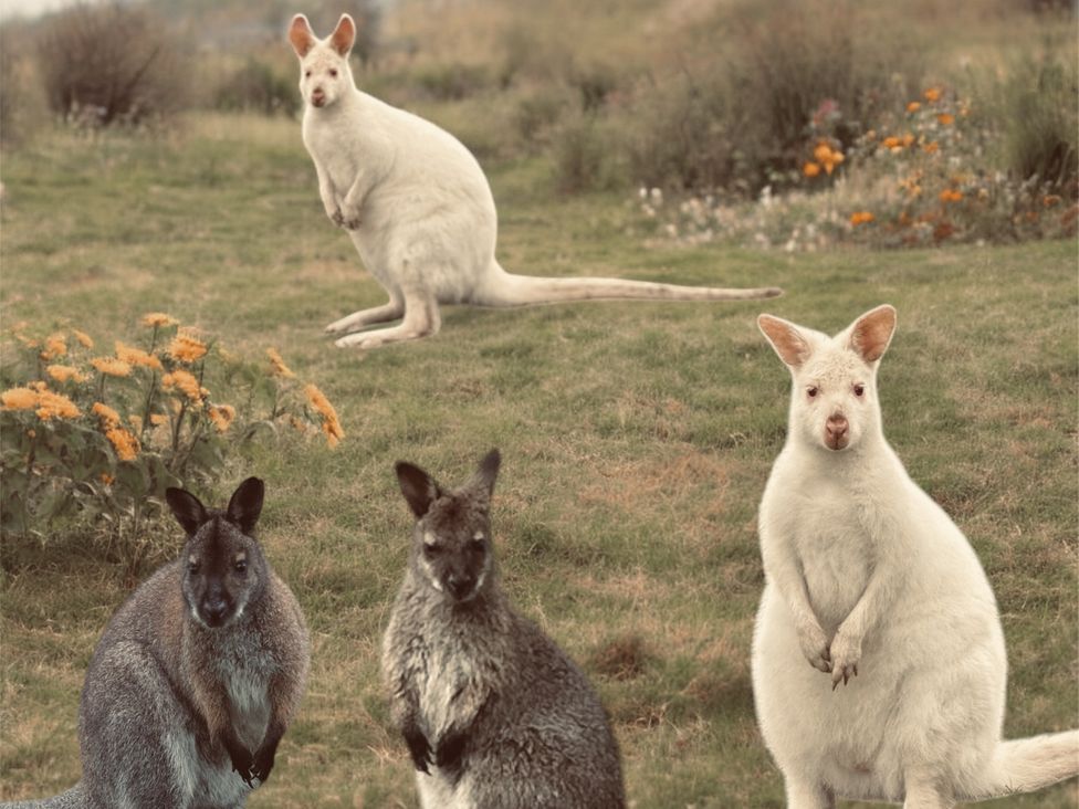 A group of kangaroos and wallabies in a grassy area with flowers at Parlour Barn, Leek