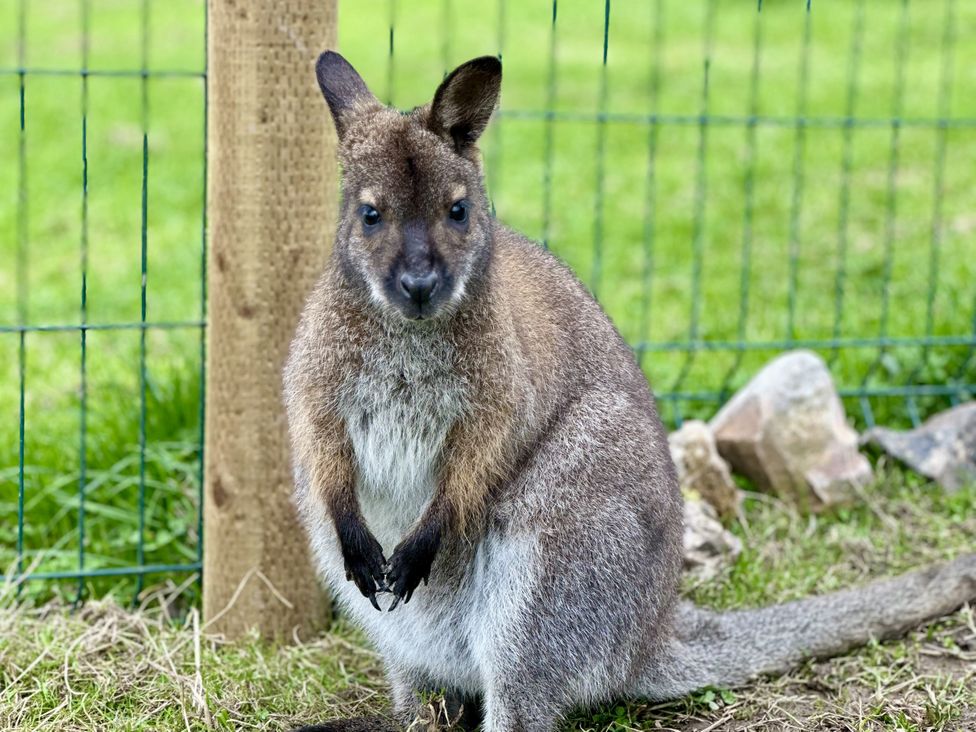 A wallaby standing beside a fence at Parlour Barn in Leek