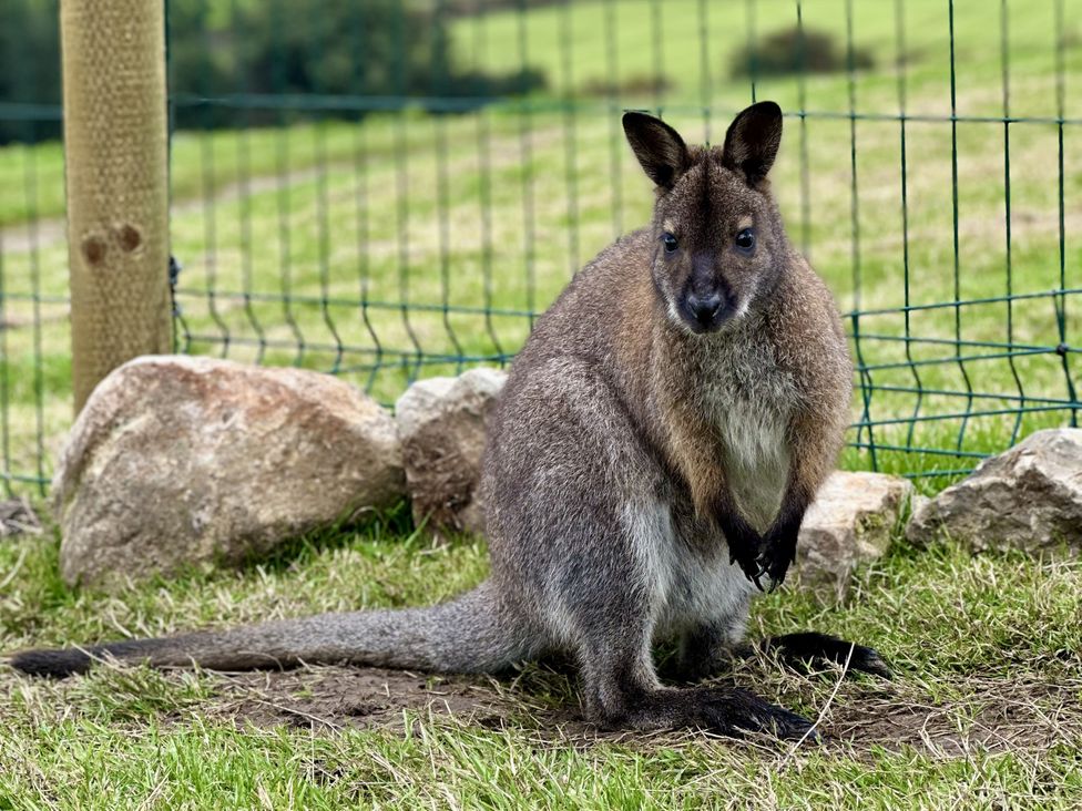 A wallaby standing on grass near a fence at Parlour Barn in Leek