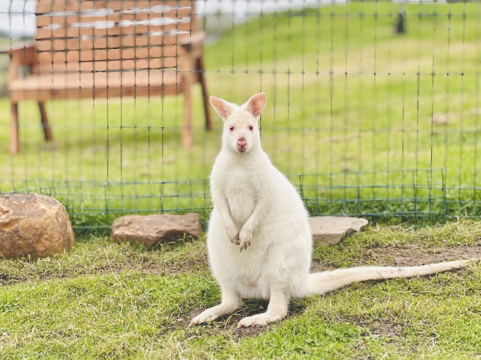 A wallaby standing on grass with a bench in the background at Parlour Barn in Leek