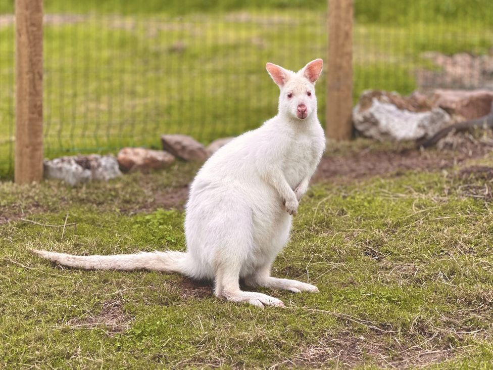 A kangaroo standing on grass near a fence and stones at Parlour Barn in Leek