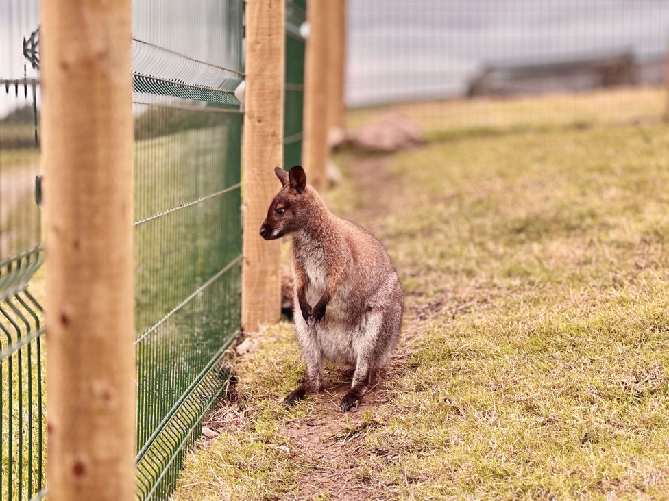 A wallaby next to a fence in an outdoor area at Parlour Barn Leek