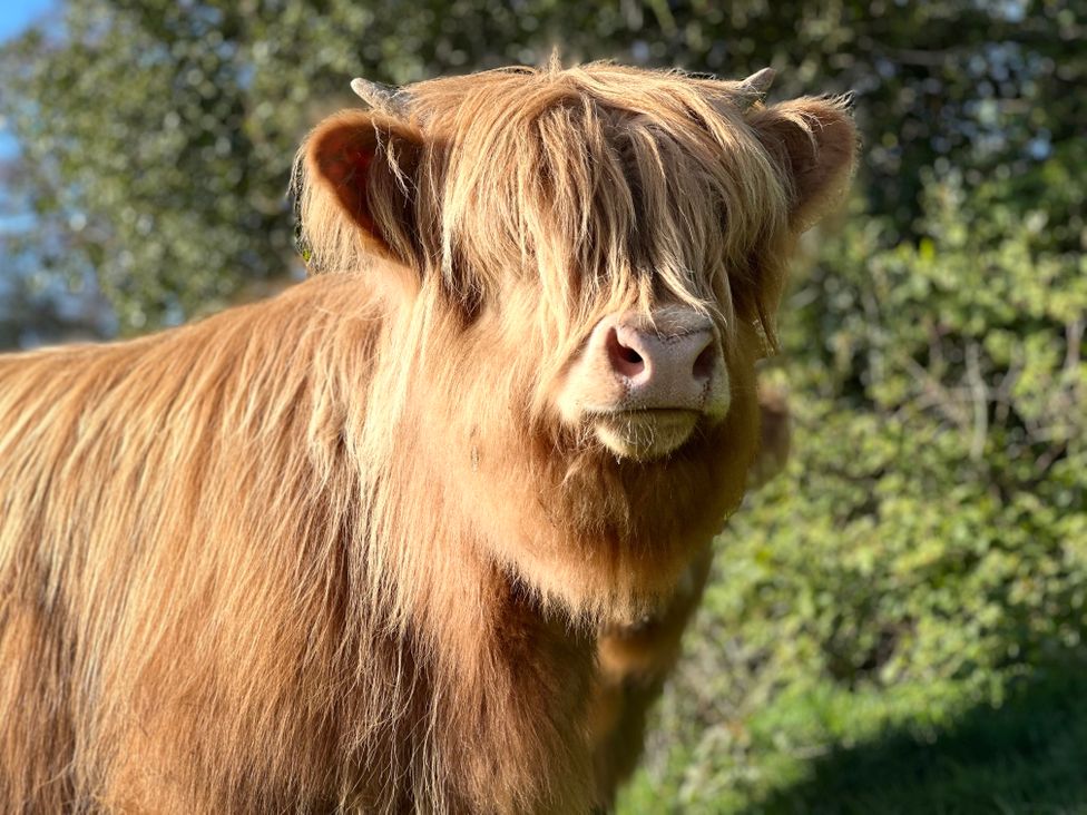 A close-up of a Highland cow with long hair covering its eyes in an outdoor setting