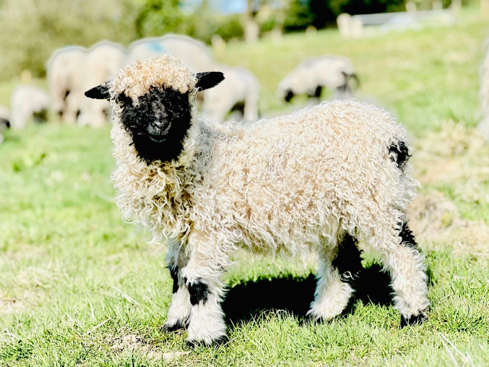 A curly wool sheep with a black face standing on grass with other sheep grazing in the background