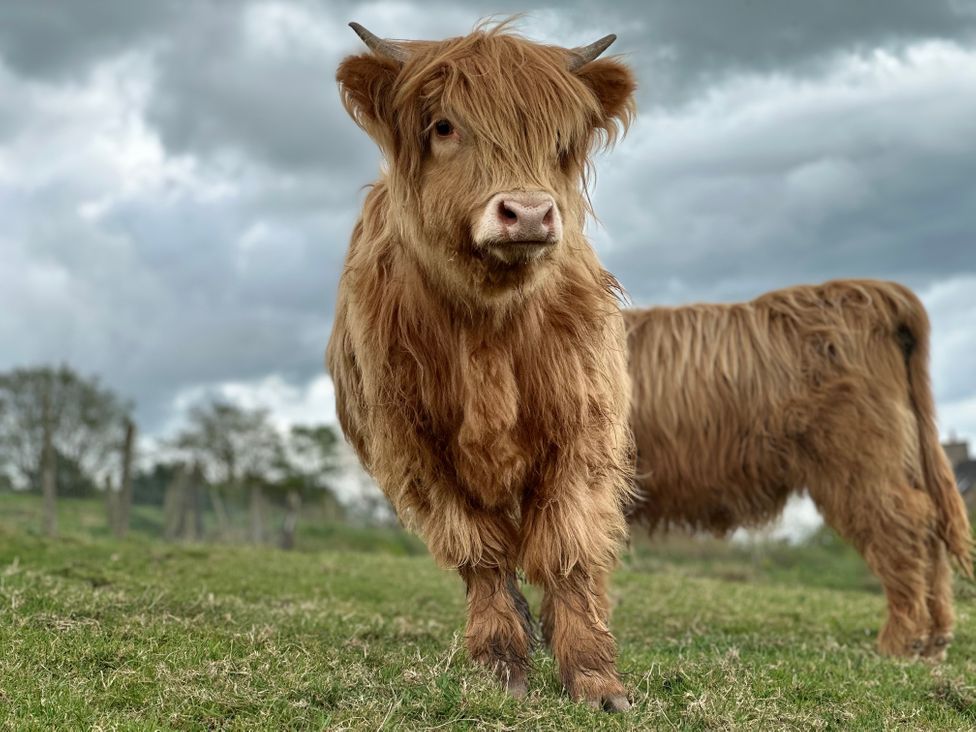 A brown highland cow standing in a grassy field with a cloudy sky and another highland cow in the background