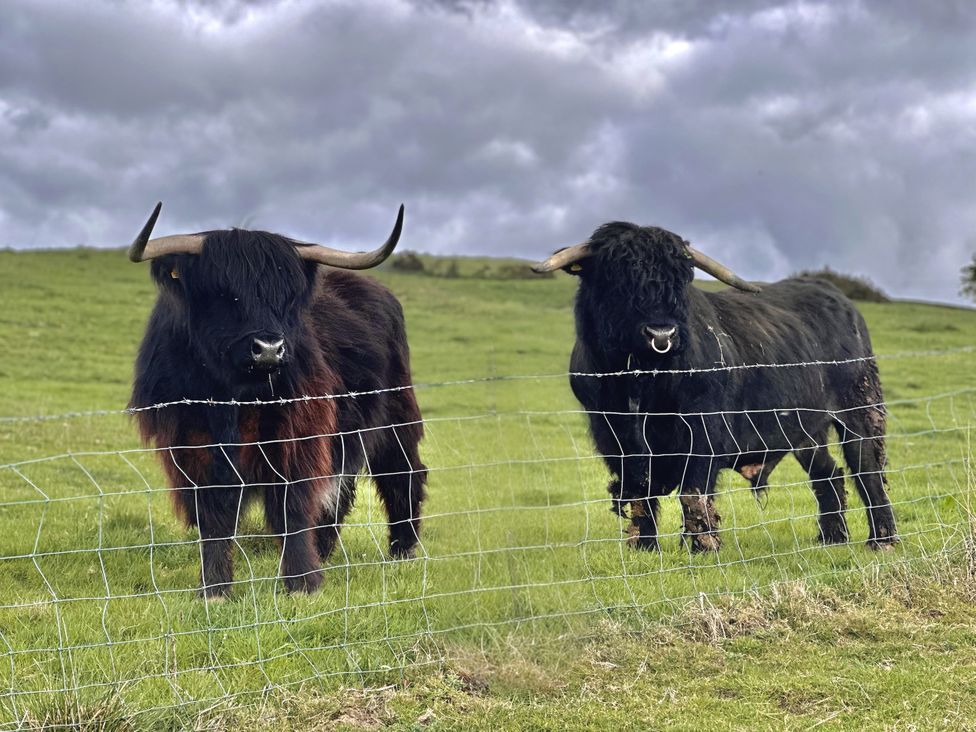 Two black Highland cattle standing behind a wire fence in a green field under a cloudy sky