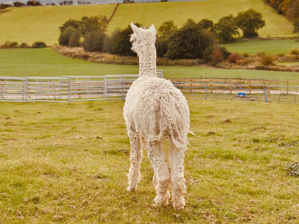 An alpaca standing in a pasture near a fence with hills in the background at Pastures Barn Bradnop near Leek