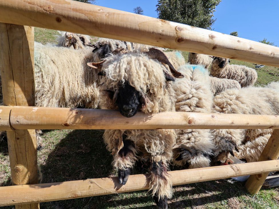 A group of sheep with woolly coats behind a wooden fence in a grassy area with trees