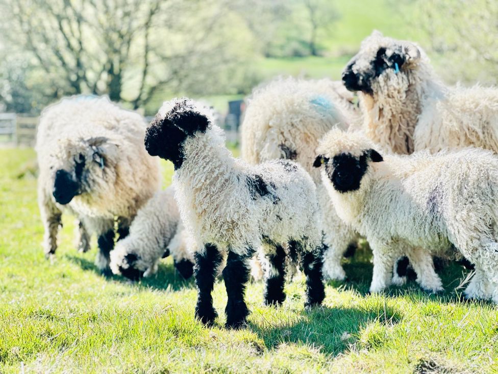 A group of lambs and sheep with black faces and legs standing on grass in a field at HollyDale in Bradnop near Leek