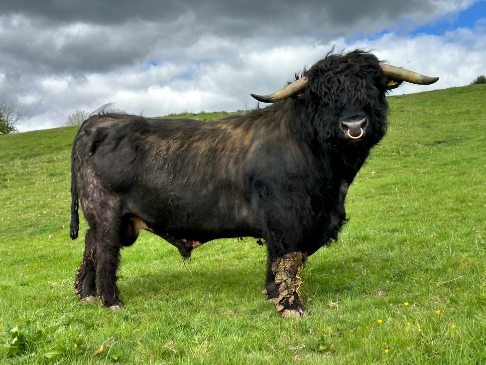A black highland bull with large horns standing on grass under a cloudy sky at HollyDale in Bradnop near Leek