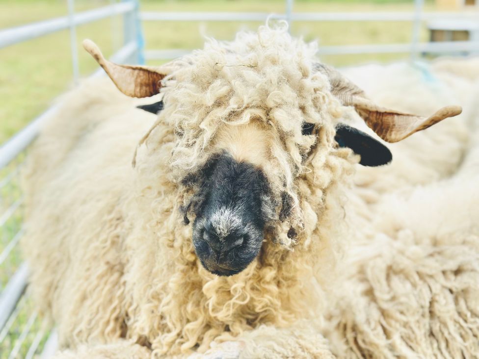 A close-up of a sheep with curly wool and large horns in a pen at HollyDale Bradnop near Leek
