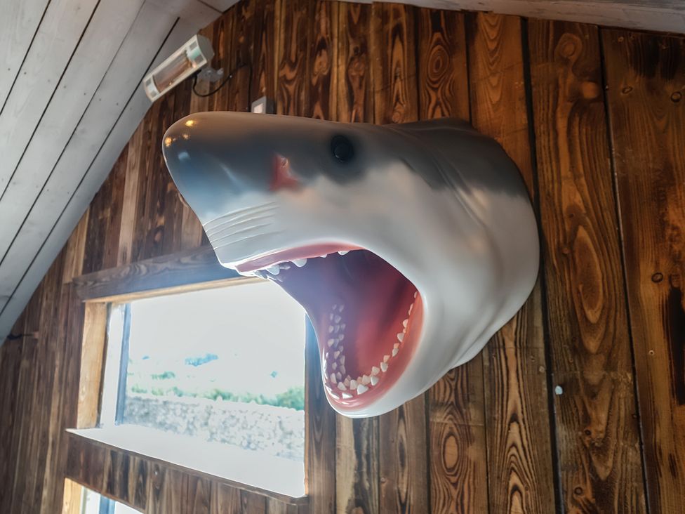 A shark head mounted on a wooden wall with a window at HollyDale in Bradnop near Leek