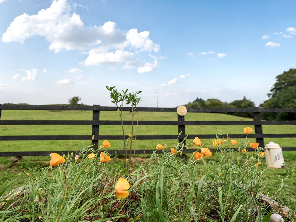A garden with orange flowers and a wooden fence at HollyDale in Bradnop near Leek