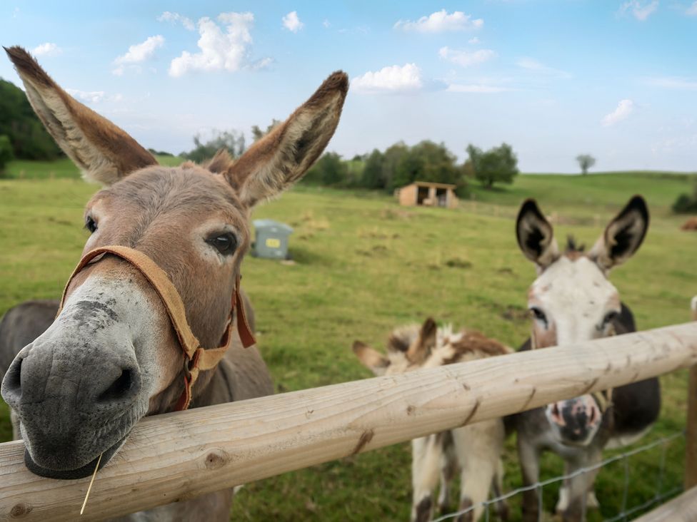 Two donkeys in a pasture near a wooden shed at HollyDale in Bradnop near Leek