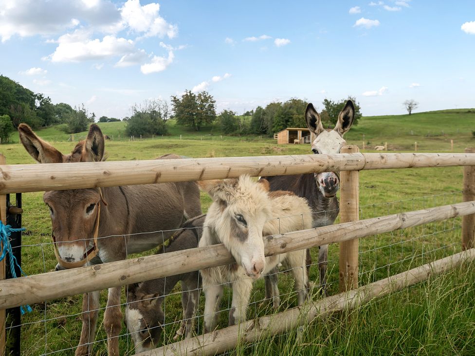 Three donkeys at a fence in a field with a shelter at HollyDale in Bradnop near Leek