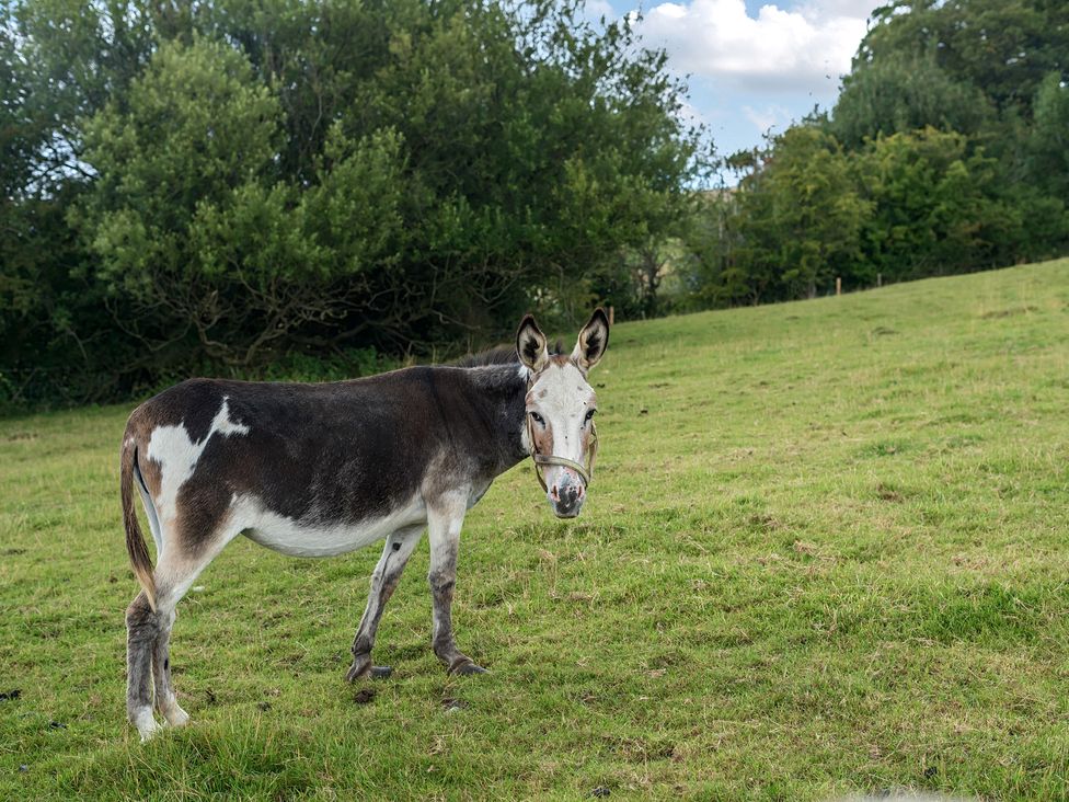 A donkey in a grassy field at HollyDale in Bradnop near Leek