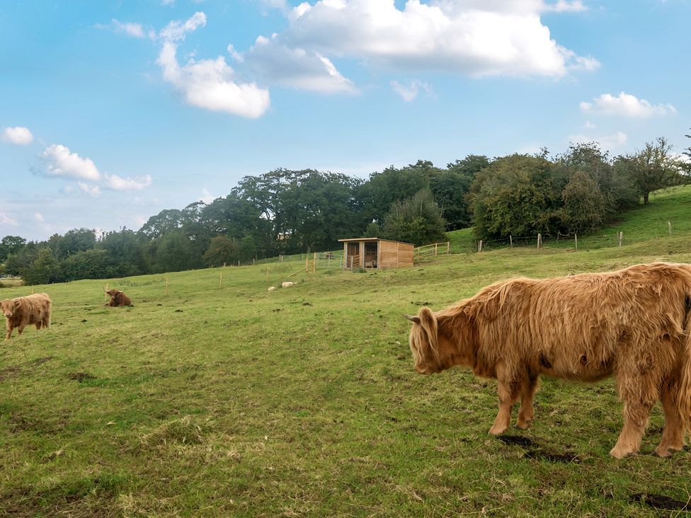 A field with cows grazing and a shed at HollyDale in Bradnop near Leek
