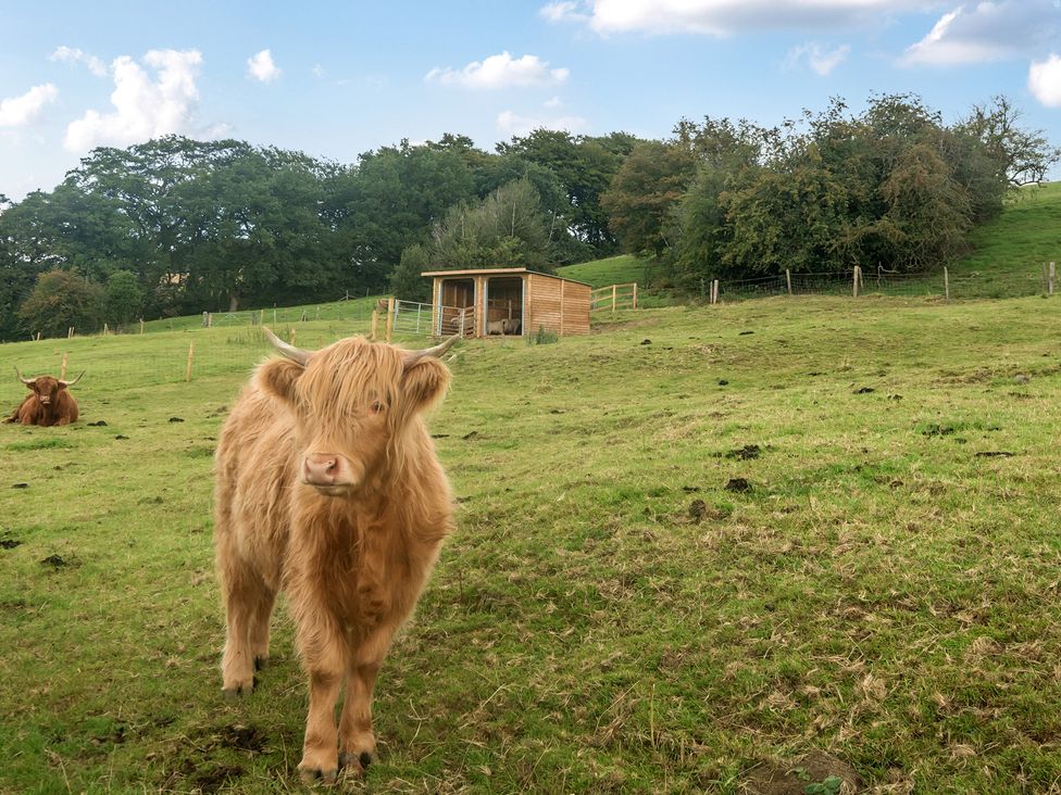 A cow in a field near a shed at HollyDale Bradnop near Leek