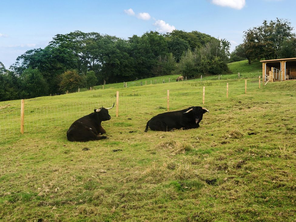 Two cows resting in a field at HollyDale in Bradnop near Leek