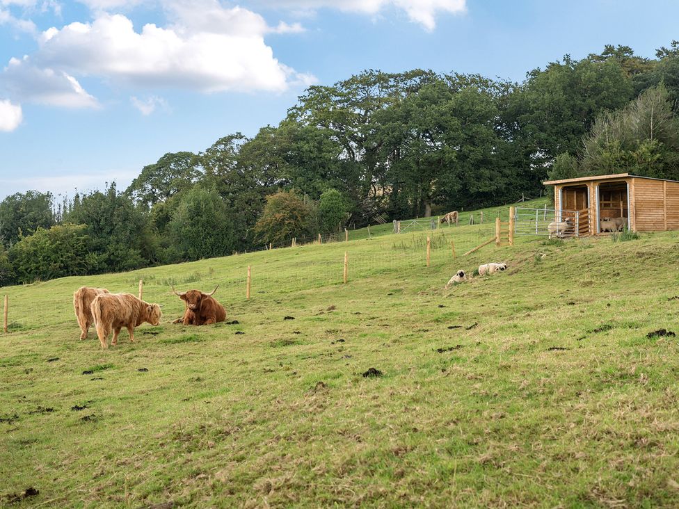 A pasture with cows and sheep near a barn at HollyDale in Bradnop near Leek