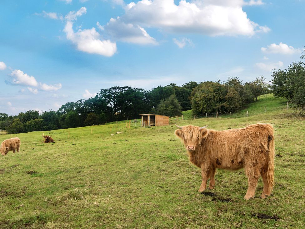 A pasture with cattle and a wooden shelter at HollyDale in Bradnop near Leek