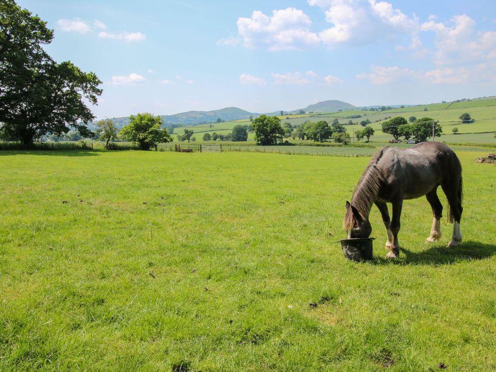 A horse eating from a bucket in a field at Upper Home Farm near Cardington