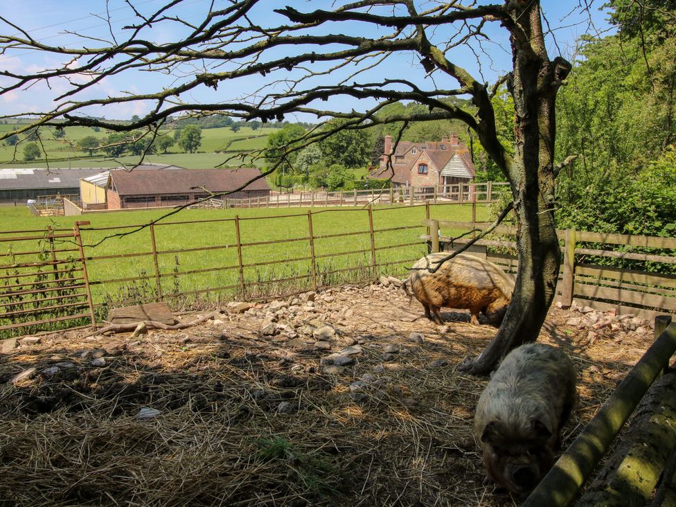 A farm scene with pigs near a fence and a farmhouse at Upper Home Farm near Cardington