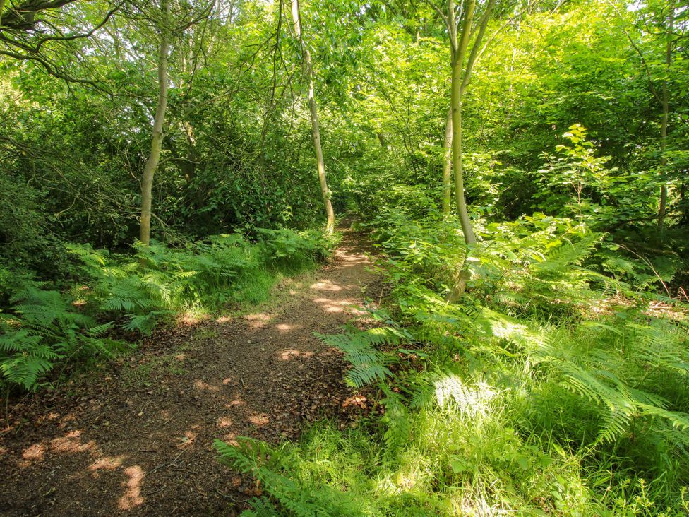 A path surrounded by trees and ferns at Upper Home Farm near Cardington