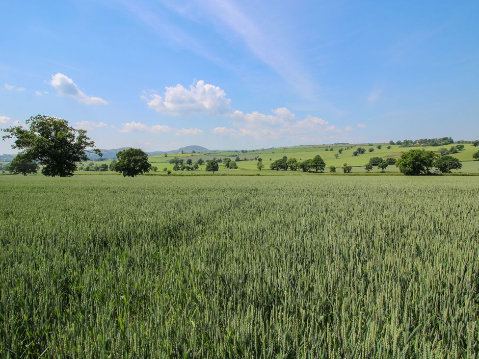 A wheat field with trees and hills at Upper Home Farm near Cardington