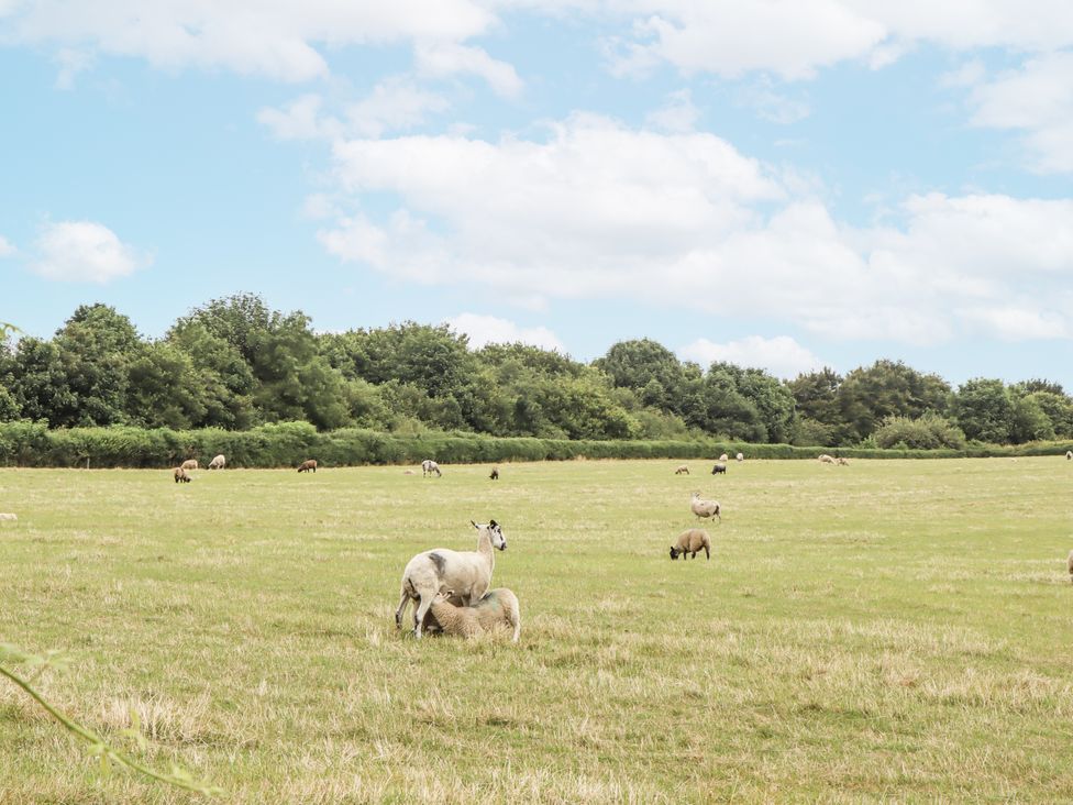 A field with sheep grazing at Aunty Junes Cottage in Okehampton