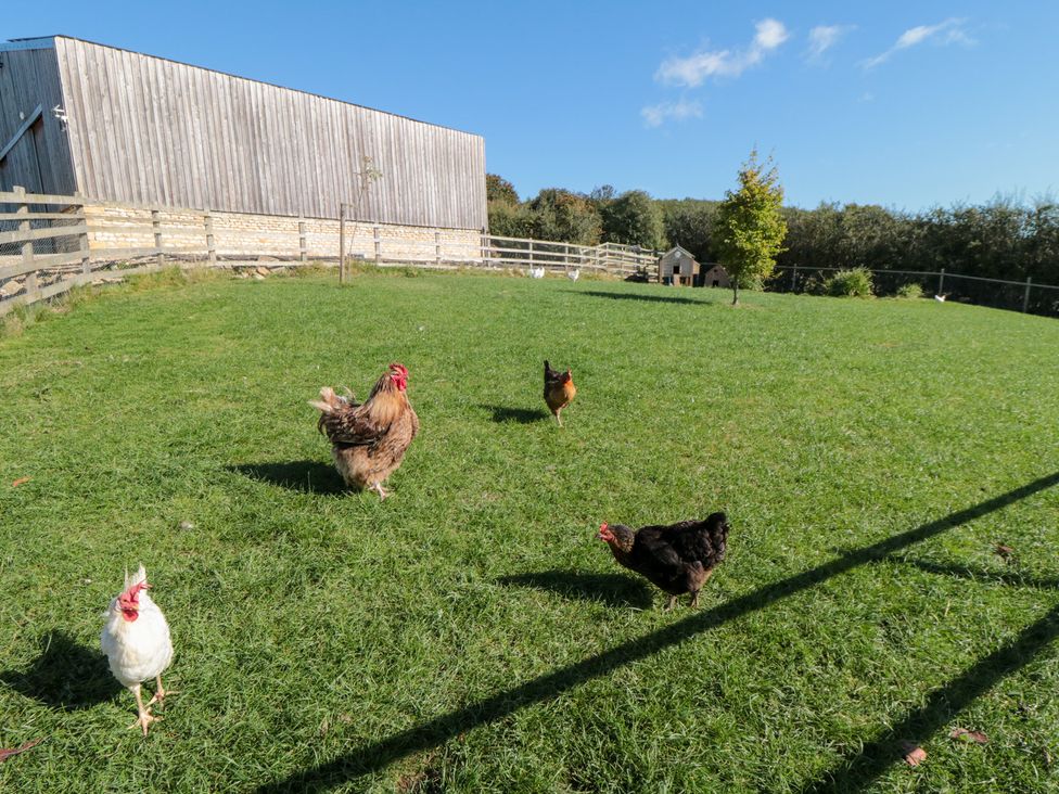 A yard with chickens and a wooden building at Hare's Hill in Thornton-Le-Dale