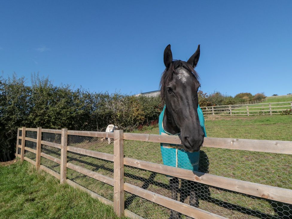 A horse behind a fence in a field at Hare's Hill Thornton-Le-Dale