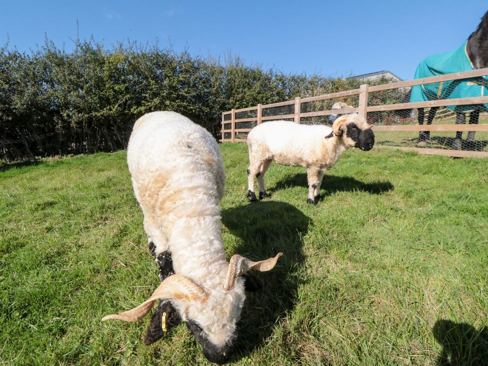 Two sheep grazing in a field at Hare's Hill in Thornton-Le-Dale