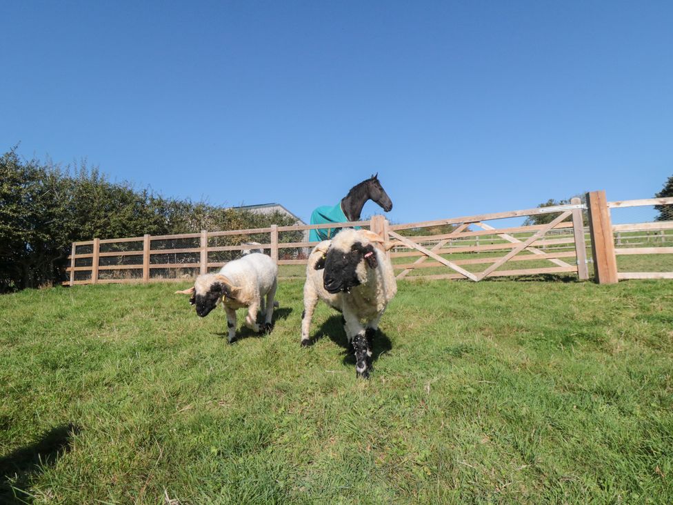 Two sheep grazing with a horse in a pasture at Hare's Hill in Thornton-Le-Dale