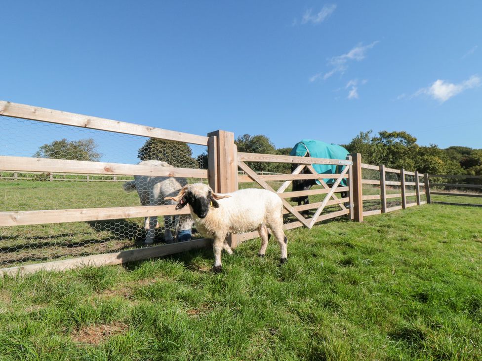 A sheep near a wooden fence at Hare's Hill in Thornton-Le-Dale
