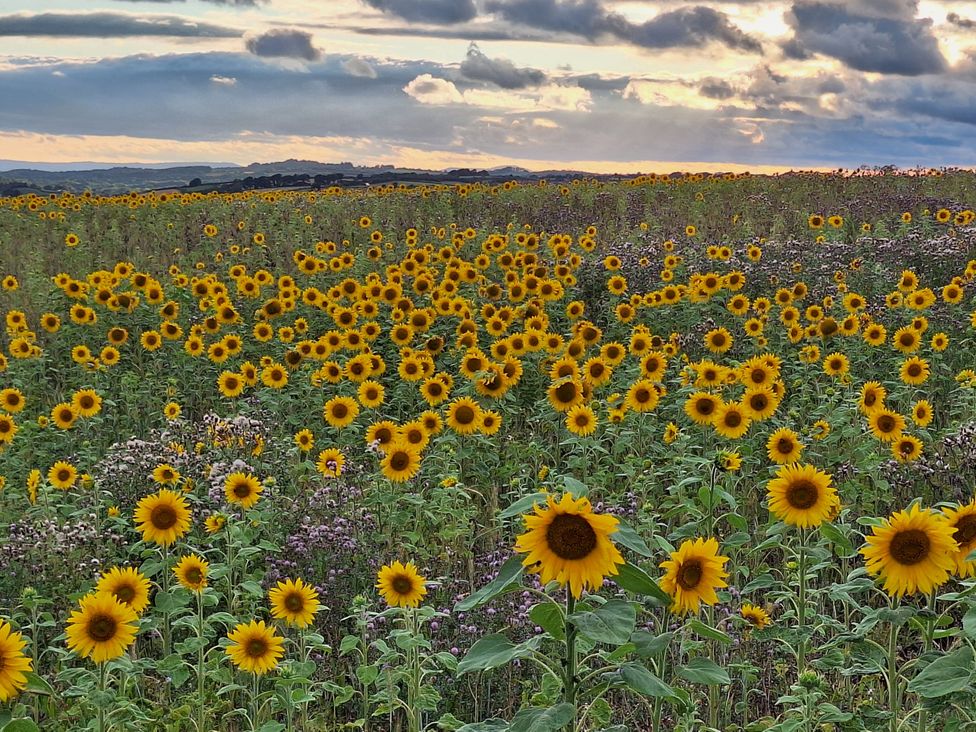 A field of sunflowers at The Halt, Maiden Newton