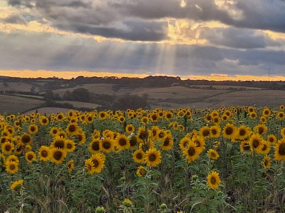 A field of sunflowers with clouds and sunlight at The Halt in Maiden Newton