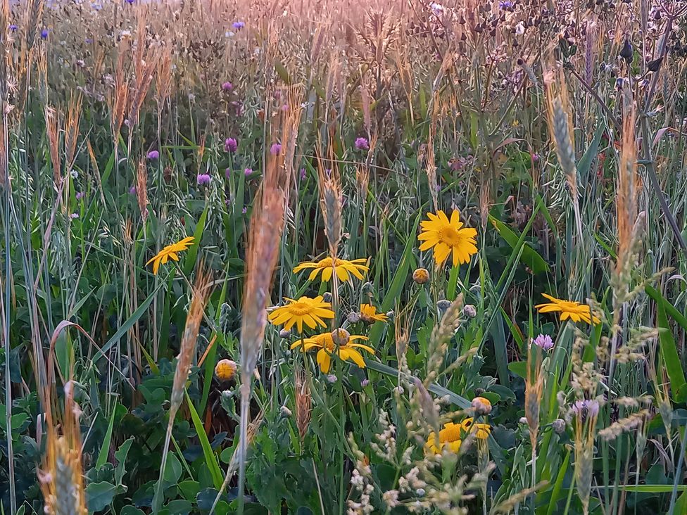 A field of wildflowers and grass