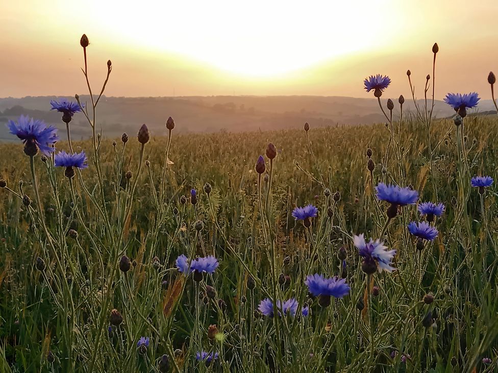A field with flowers and a sunset at The Halt in Maiden Newton