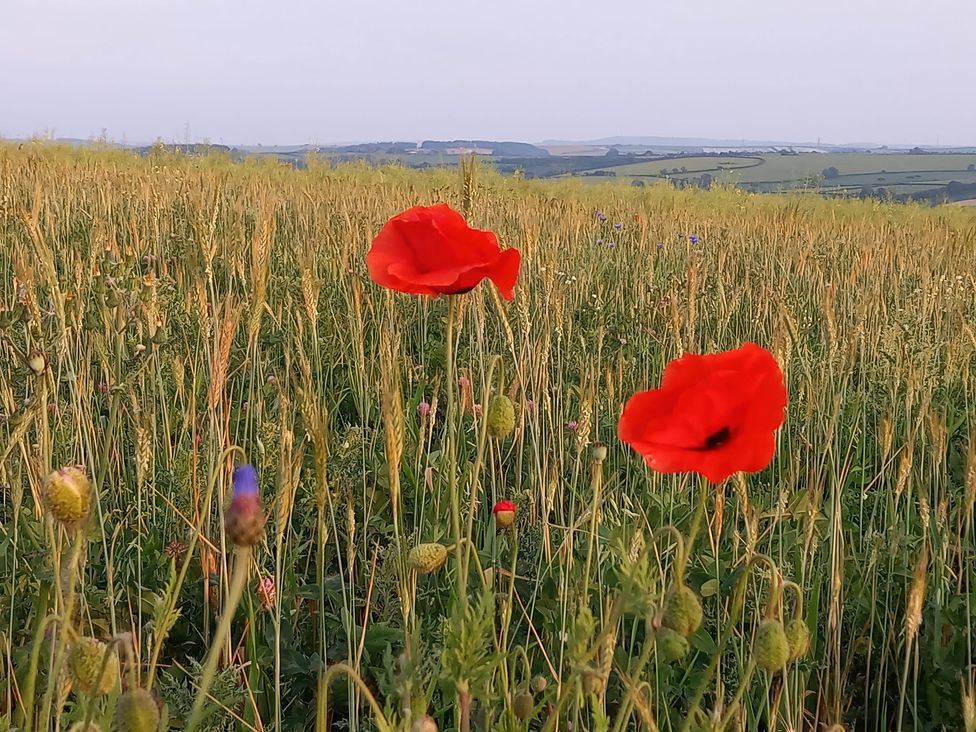 Red poppies in a field at The Halt in Maiden Newton