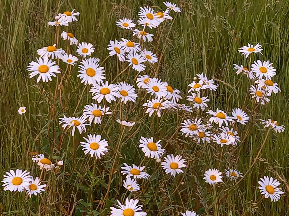 A field of daisies among green grass at The Halt in Maiden Newton