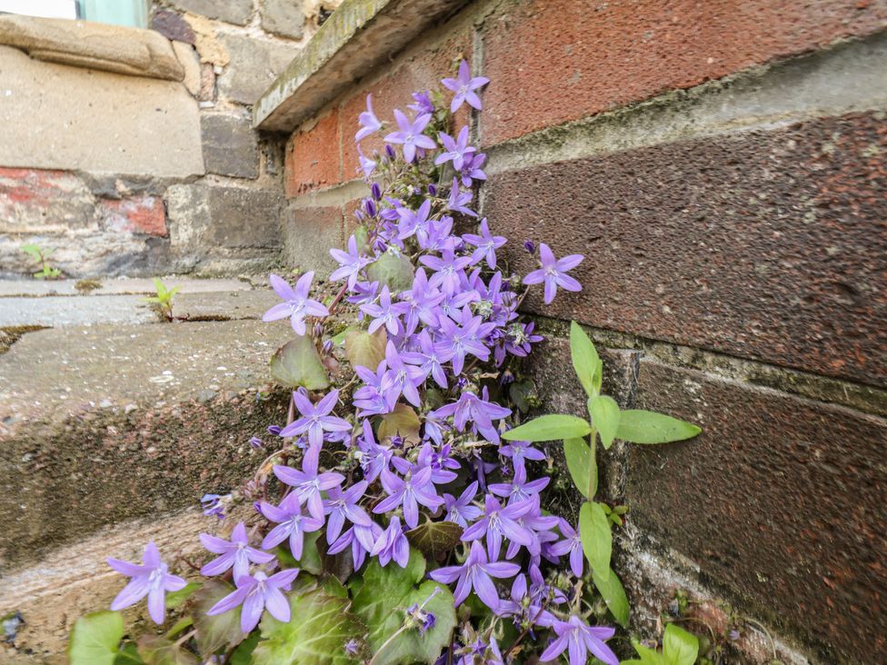 Purple flowers growing between bricks and stone steps at 174 High Street, Marske-By-The-Sea
