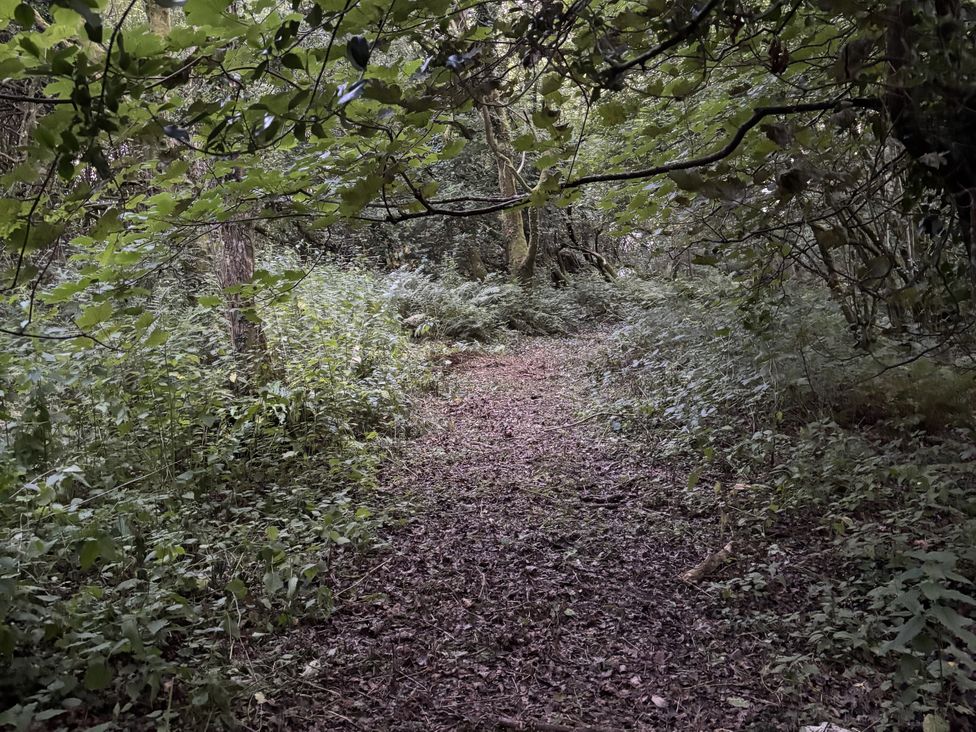 A wooded path surrounded by trees and underbrush at Delfryn Llandeilo near Llandeilo
