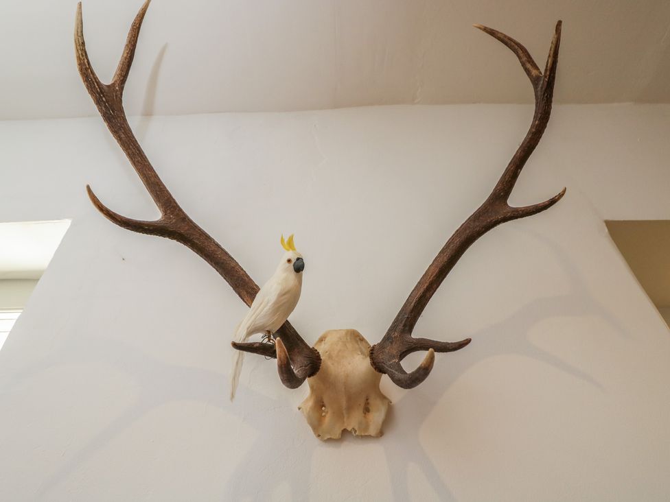 A wall display featuring antlers and a bird at Cotswold House in Moreton-In-Marsh